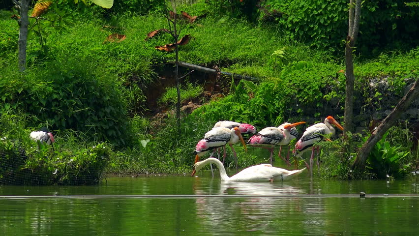 White swan and flock of painted storks (Mycteria leucocephala) drinking at watering place. Several birds quenching their thirst in middle of freshwater pond surrounded by green plants. Still camera.