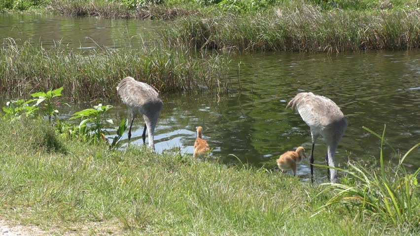 Sandhill Cranes with two chicks