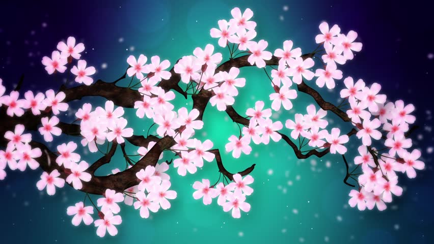 Cherry Tree in Full Bloom, Stock Footage Video (100% Royalty-free