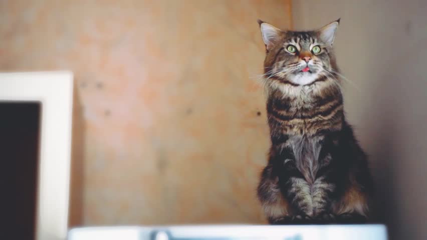 Portrait of beautiful Funny Maine coon cat black tabby colored