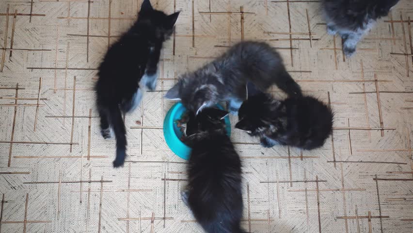 Top of view cute litter of Maine Coon kittens eating healthy cat food from a bowl together on the floor of a kitchen. 1920x1080