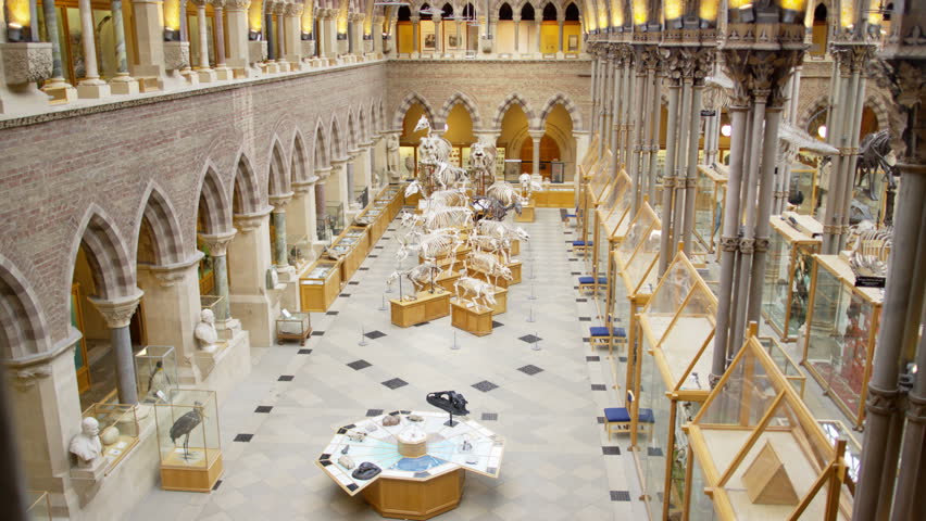 4K View of interior architecture & dinosaur exhibits in Natural History museum