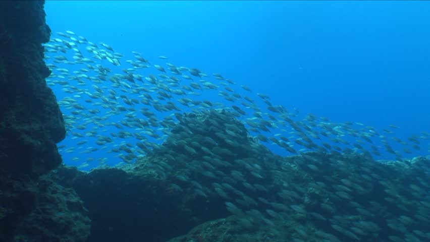 Scuba divers fish school underwater big group of fish dusky spinefpoot Siganus luridus
 | Shutterstock HD Video #25133780
