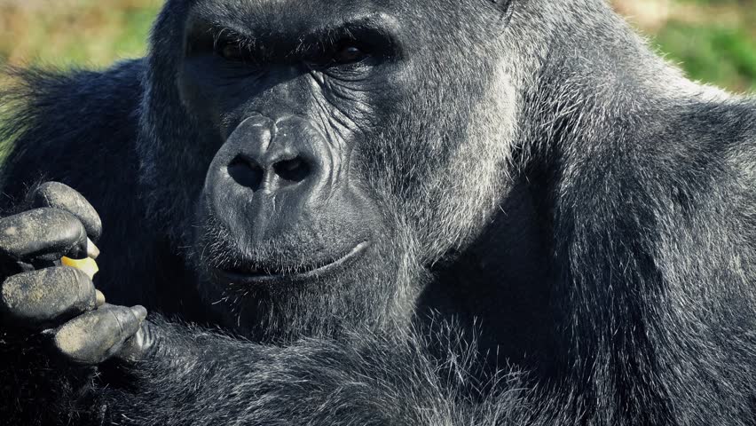Silverback Gorilla Eating With His Hands | Shutterstock HD Video #25135589