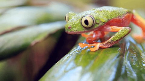 Leaf Frog (Agalychnis hulli). On a leaf in rainforest, blinks eye, Ecuador