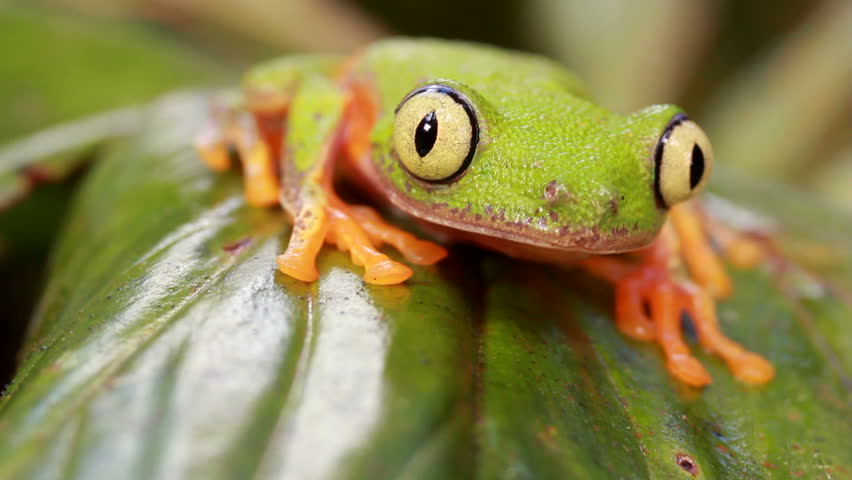 Leaf Frog (Agalychnis hulli). On a leaf in rainforest, blinks eye, Ecuador