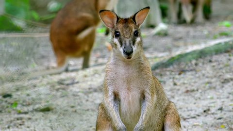 Agile of Sandy wallaby (Macropus agilis) looking for food on ground, then quickly raise its head and attentively stares at camera. Other animals eat plants on background. Front view. Still cam.