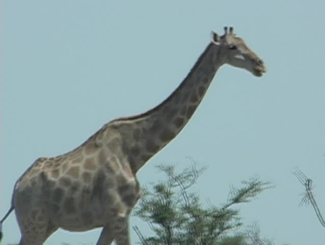 Wild giraffe in Africa.