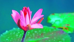 Zooming video of beautiful water lily flower growing in pond at tropical fantasy garden