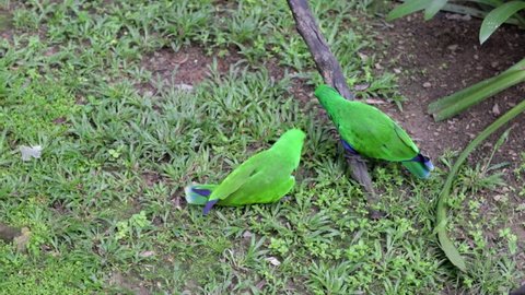 Two Eclectus Parrot Feeding on the Grass in the Park, Malaysia, Kuala Lumpur