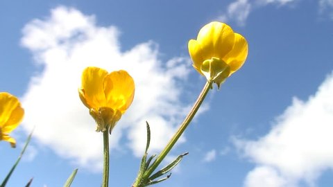 HD 1080i: Yellow flowers swaying in the wind against blue sky with clouds.