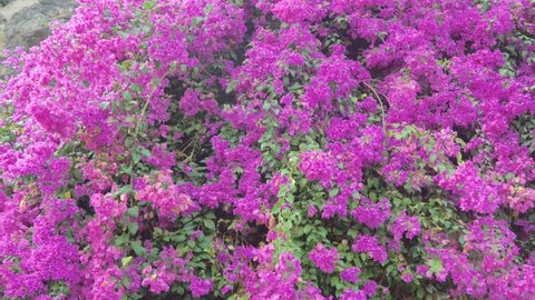 Bougainvillea Flowers Bloom