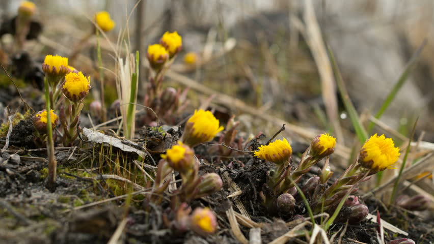Natural background. Yellows flowers coltsfoot grows and blossom with the arrival of the first spring heat. Time lapse.