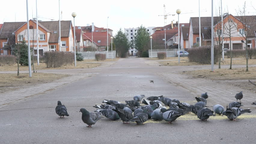 Man feeding flock of pigeons in the street in spring