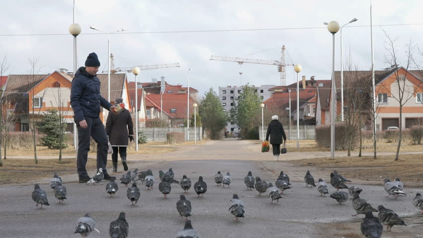 Man feeding flock of pigeons in the street in spring