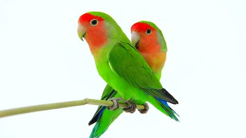 Scarlet Macaw Colorful Bird Perching On Stock Photo (Edit Now) 738920959