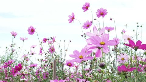  beautiful flower field cosmos pink flowers swaying 