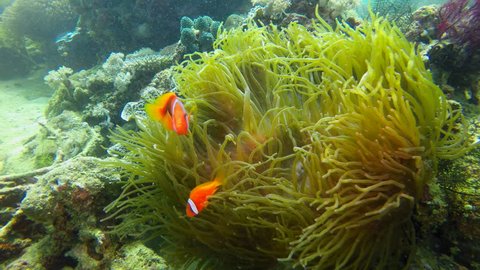 Cinnamon clownfish, Amphiprion melanomas in an anemone in the Philippines