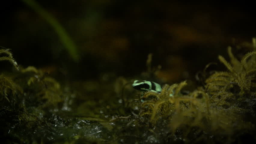 Golden Poison Dart Frog (Phyllobates terribilis) Climbing.