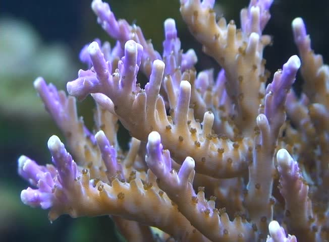 Sea Cnidaria in a marine aquarium