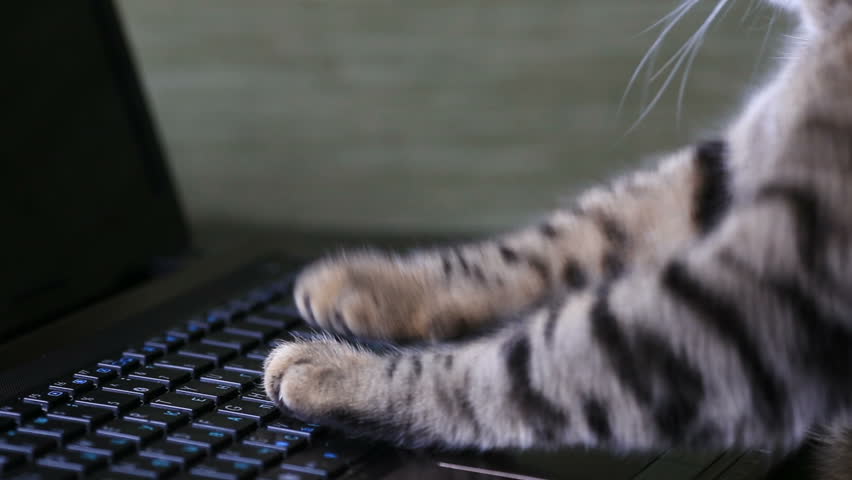 Cat is typing text on a laptop