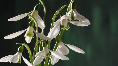 Snowdrop flowers opening time lapse. time-lapse, timelapse