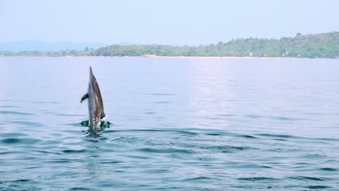 Spinner Dolphin (Stenella longirostris) making leap in air. Amazing marine animal performing spectacular trick. Sea carnivore hunting for tuna fish in morning. Sri Lanka. Long shot. Slow motion.
