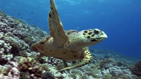Hawksbill Turtle swimming on a coral reef looking for food
