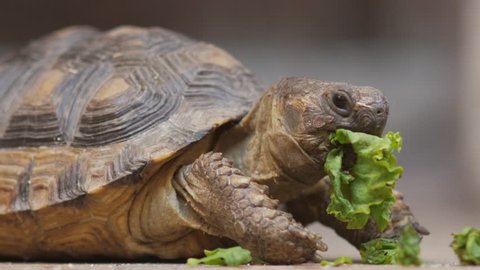 turtle eating salad and looking
