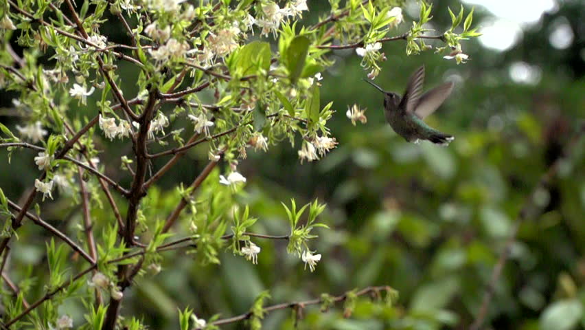 female anna's hummingbird slow motion falling Stock Footage Video (100% ...