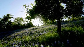 Sun Shines on a Tree and Field of Bluebonnet Flowers