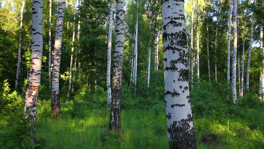 summer birch forest in Russia