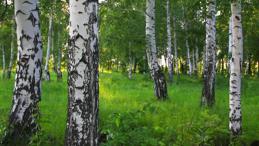 summer birch forest in Russia
