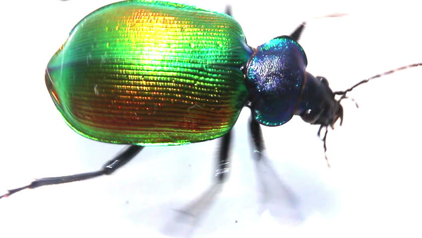 large green beetle running macro - slow motion