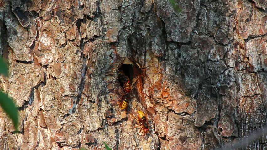 hornet's nest in tree hollow - timelapse