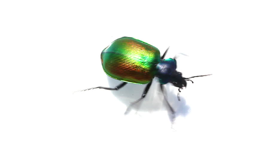 large green beetle running macro