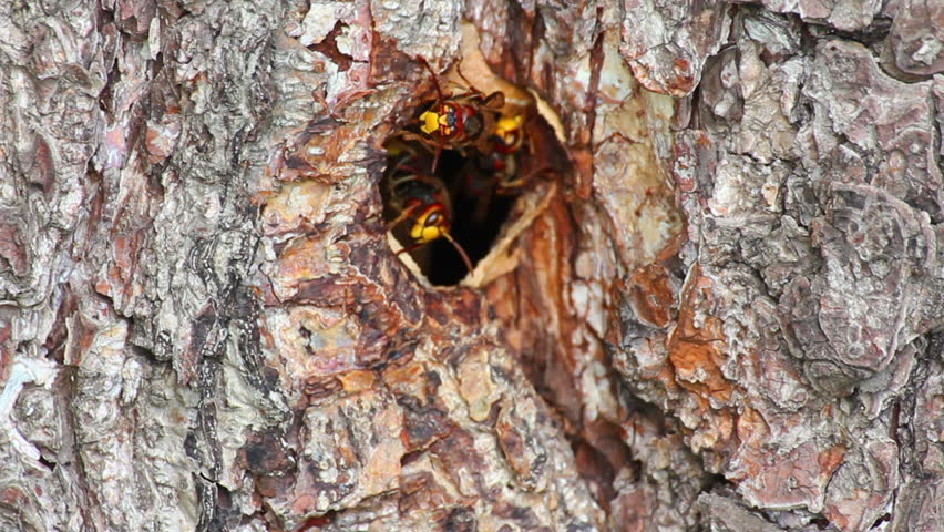 hornet's nest in tree hollow - timelapse