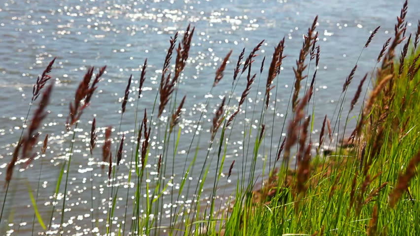 green grass on riverside in wind