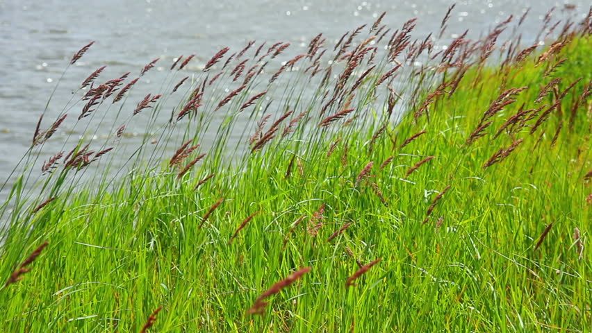 green grass on riverside in wind