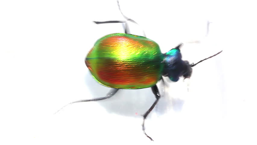 large green beetle running macro
