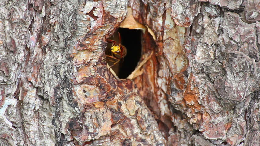 hornet's nest in tree hollow