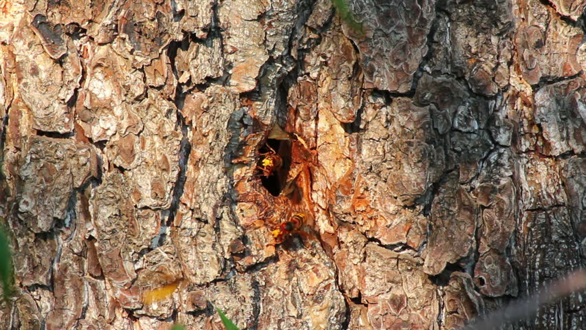 hornet's nest in tree hollow
