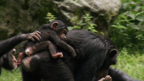 Common Chimpanzee (Pan troglodytes) with two babies playing on grass
