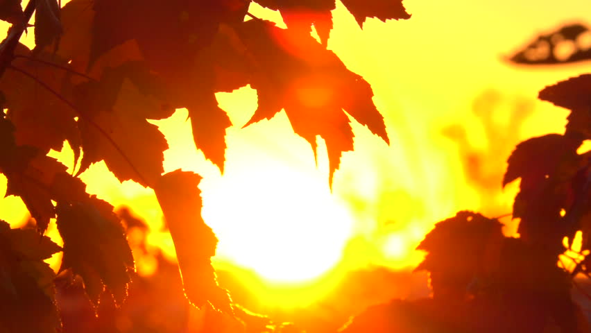 CLOSE UP, DOF: Lush wild overgrown vegetation growing on forest clearing in the wilderness. Silhouetted young maple tree colored in autumnal colors resplendent in golden hues at magical sunset