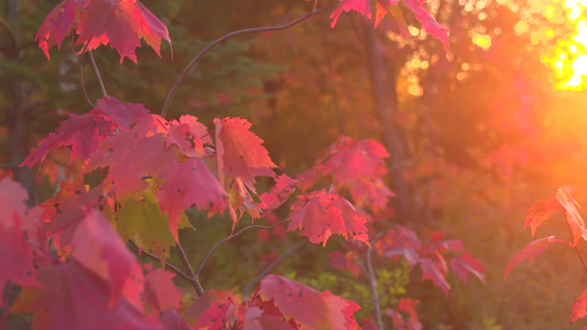 CLOSE UP, DOF: Fall foliage colored in vibrant autumnal colors covering young maple tree canopy in the forest at golden light sunset. Sunshine shining on beautiful colorful leaves on the branch