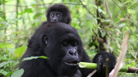 Mother wild mountain gorilla carrying baby on her back eating bamboo shoots