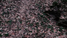 Camera moves and removes the fallen leaves in the forest. Slow motion video full hd.