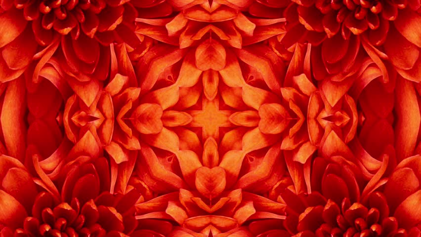Abstract red flower pattern background. Seamless Loop.