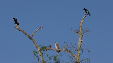 Red-Shouldered Hawk and Boat-tailed Grackles
