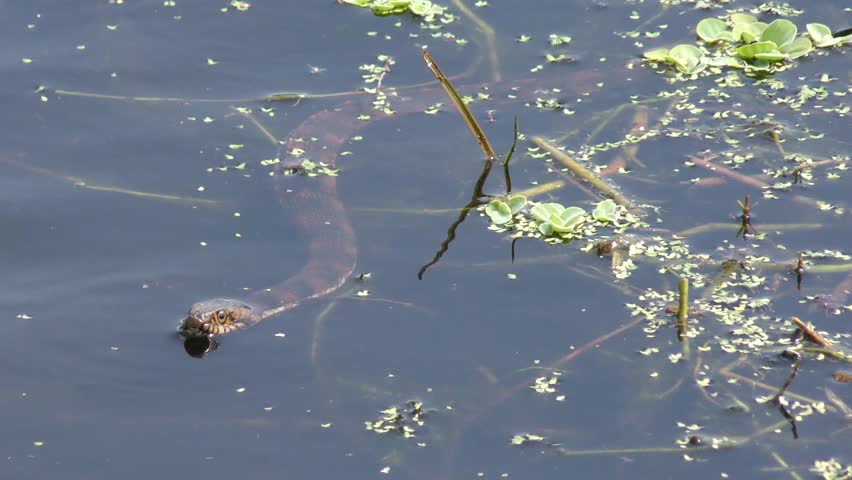 banded water snake in Florida wetlands